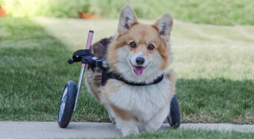 Image from: https://www.handicappedpets.com/blog/when-your-dog-needs-a-wheelchair